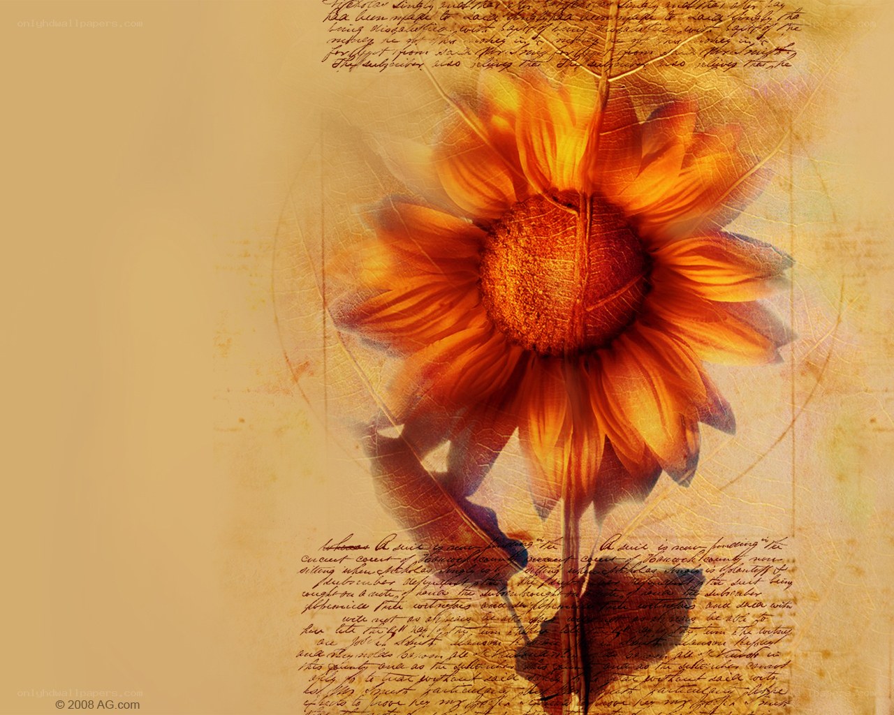 Sunflower on vintage paper