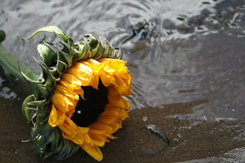 Sunflower on wet sand