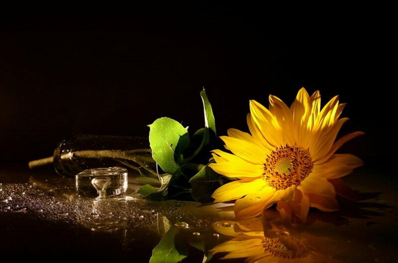 Sunflower on Wet Surface — Yellow