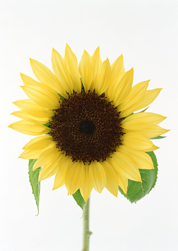 Sunflower on white background