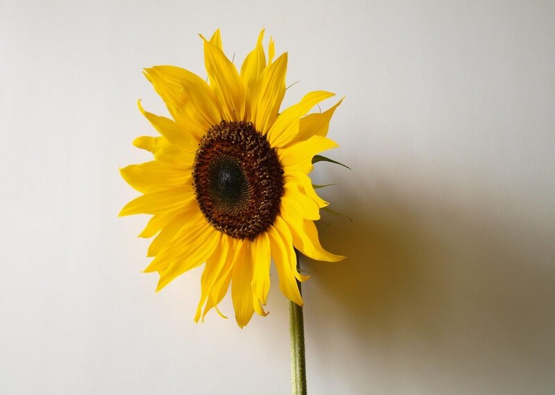 Sunflower on white background