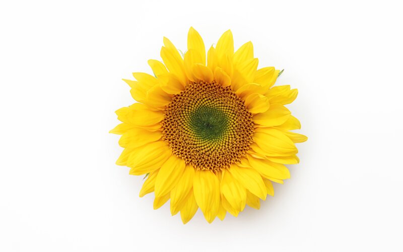 Sunflower on White Background — Yellow, Calm