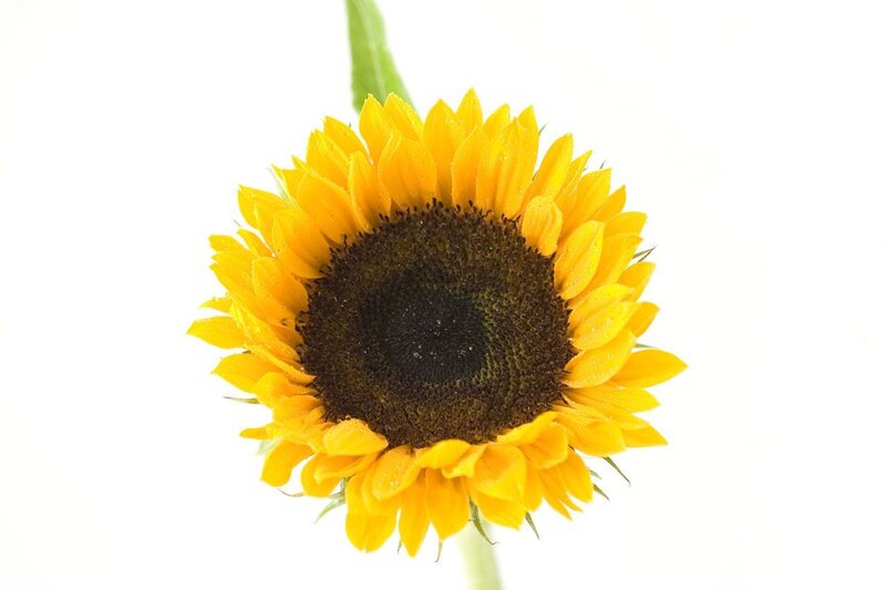 Sunflower on White Background — Yellow