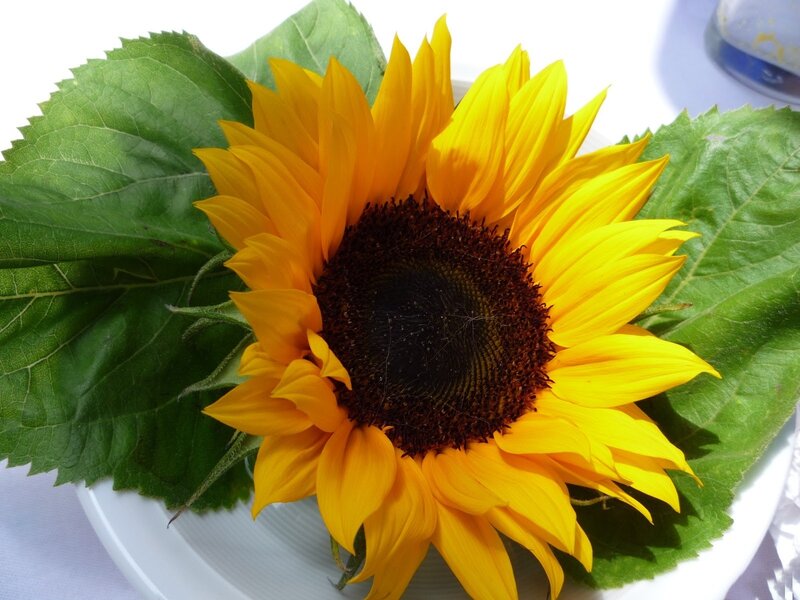 Sunflower on White Plate
