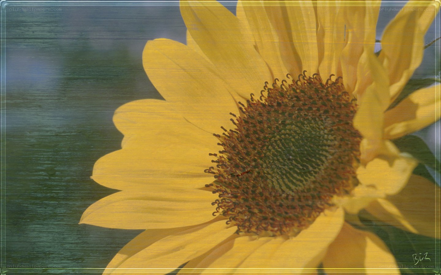 Sunflower on wooden background
