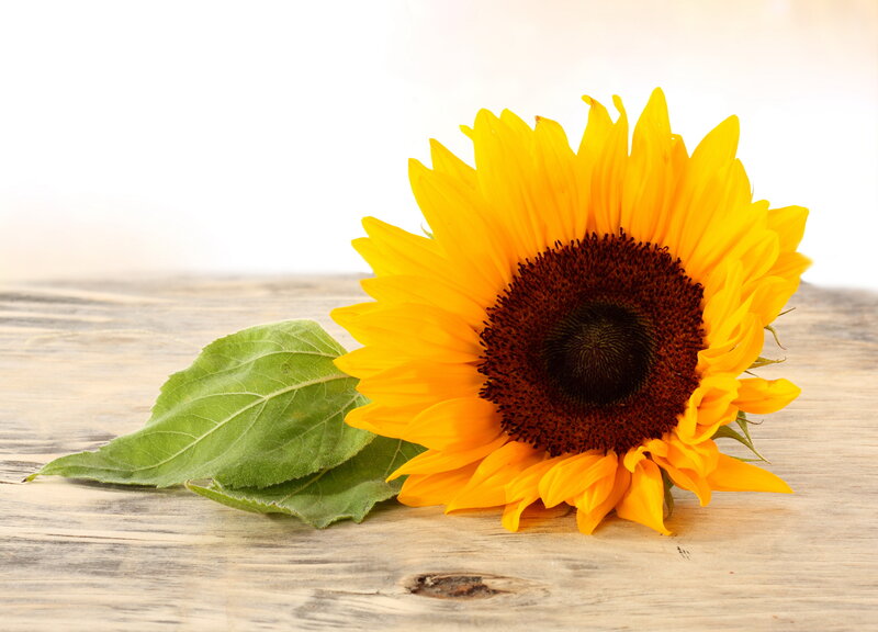 Sunflower on Wooden Surface — Yellow