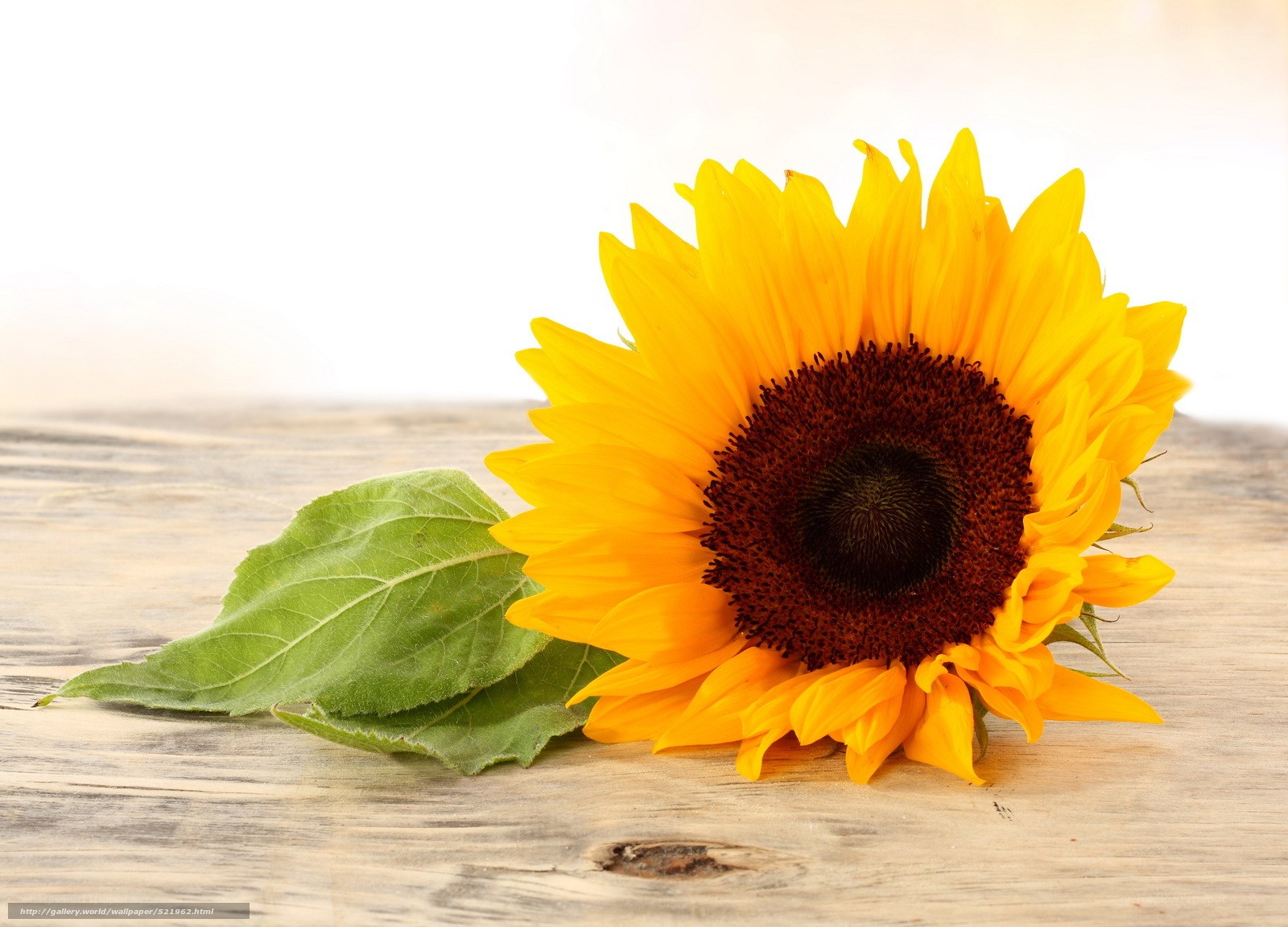 Sunflower on wooden surface