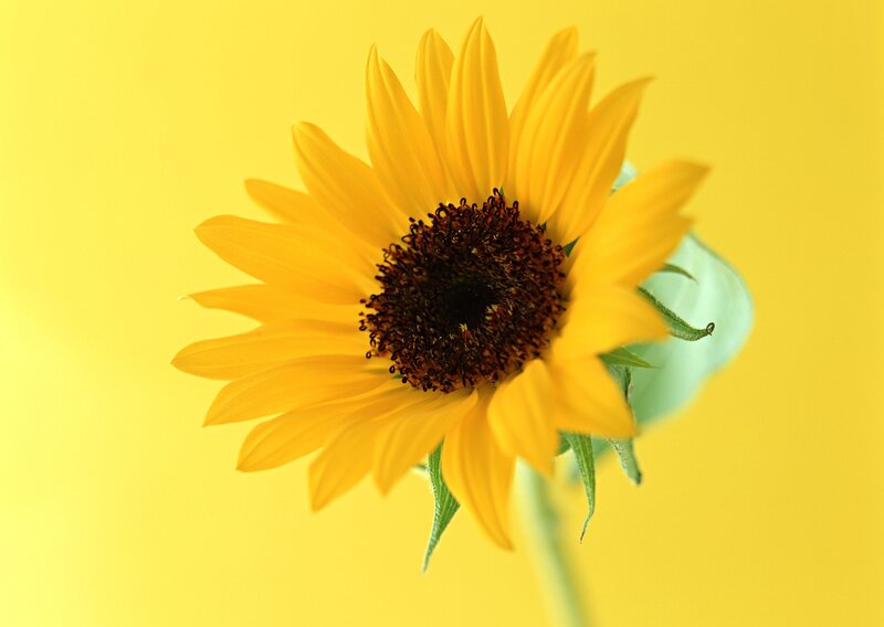 Sunflower on Yellow Background — Bright
