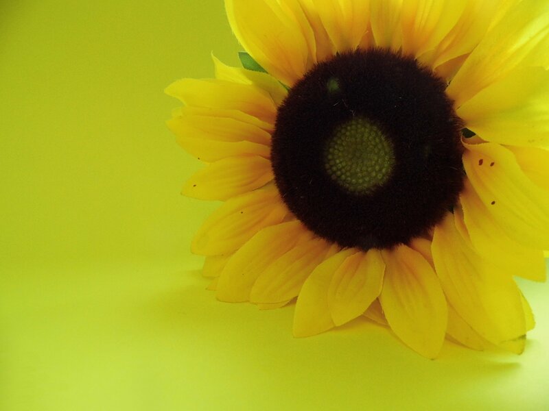 Sunflower on Yellow
