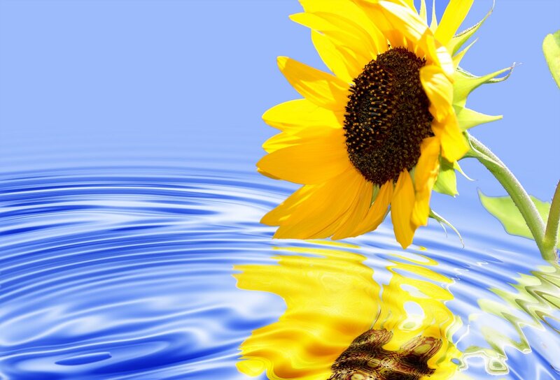 Sunflower over Water