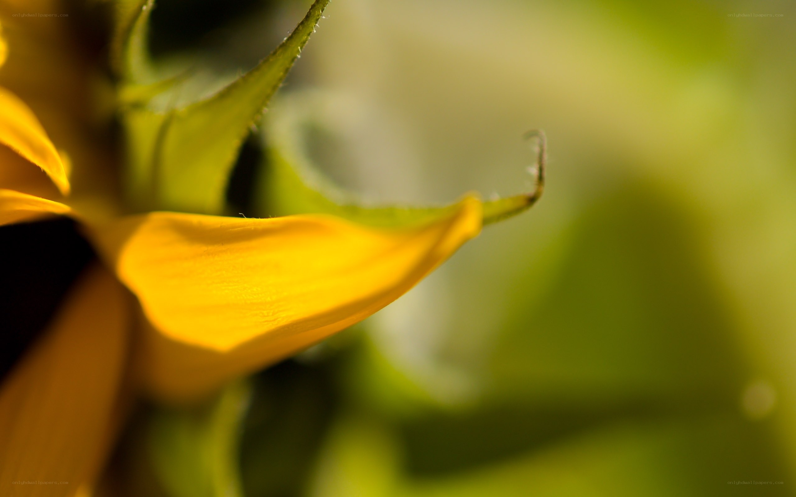 Sunflower petal close-up
