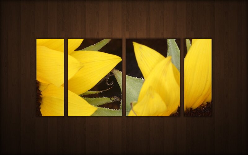 Sunflower petal close-up
