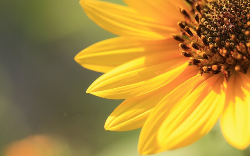 Sunflower Petal Close-up — Yellow, Serene