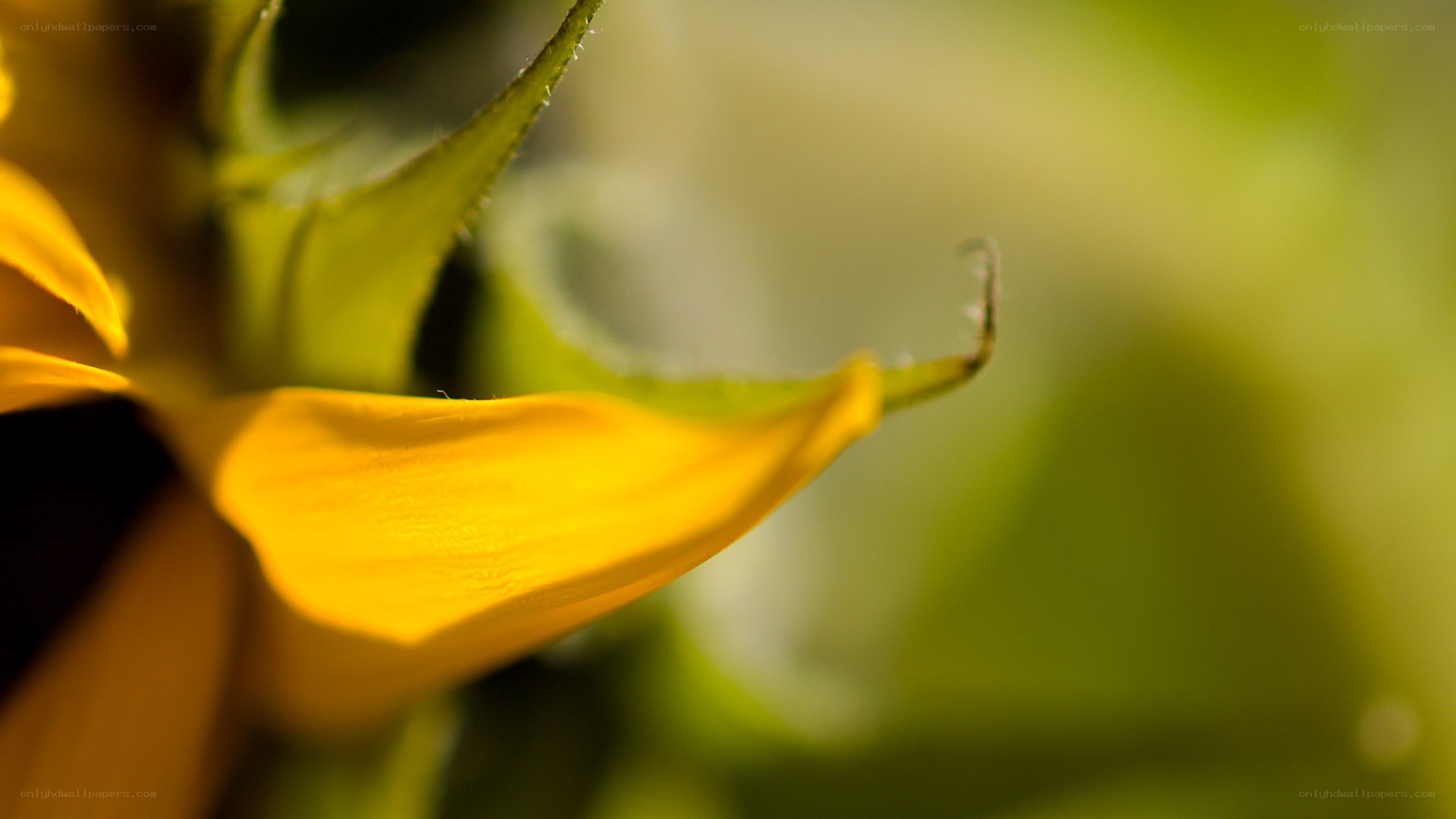 Sunflower petal in sunlight