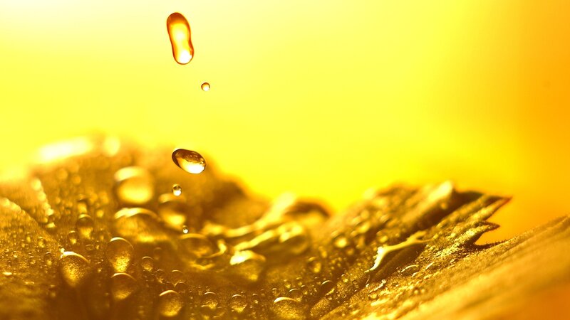 Sunflower Petal with Water Droplets