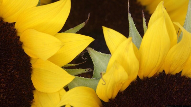 Sunflower Petals and Center