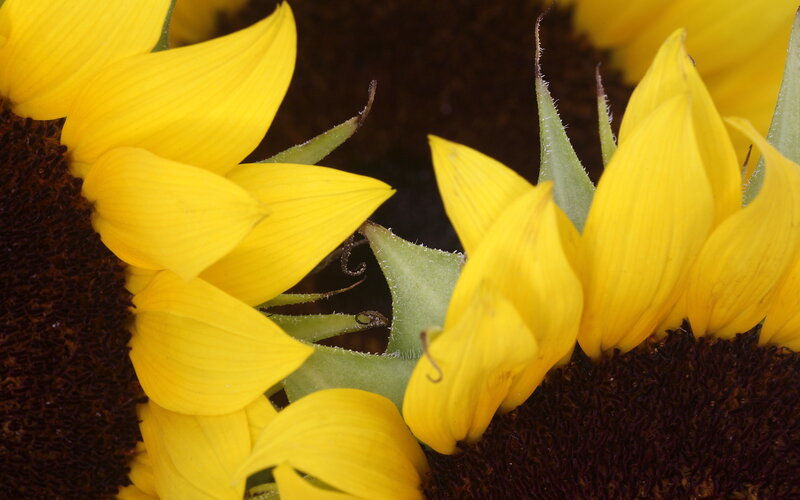 Sunflower Petals and Center — Yellow, Natural