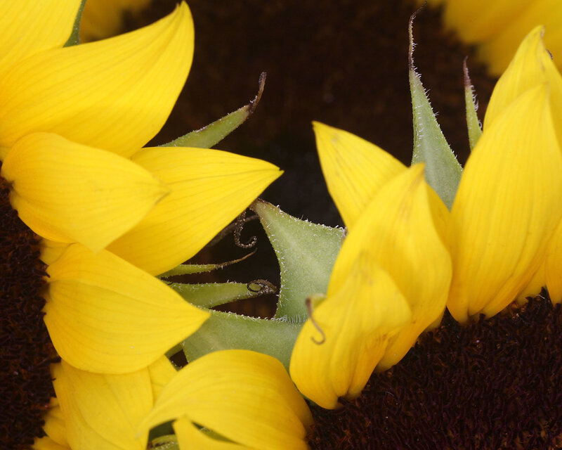 Sunflower Petals and Center — Yellow