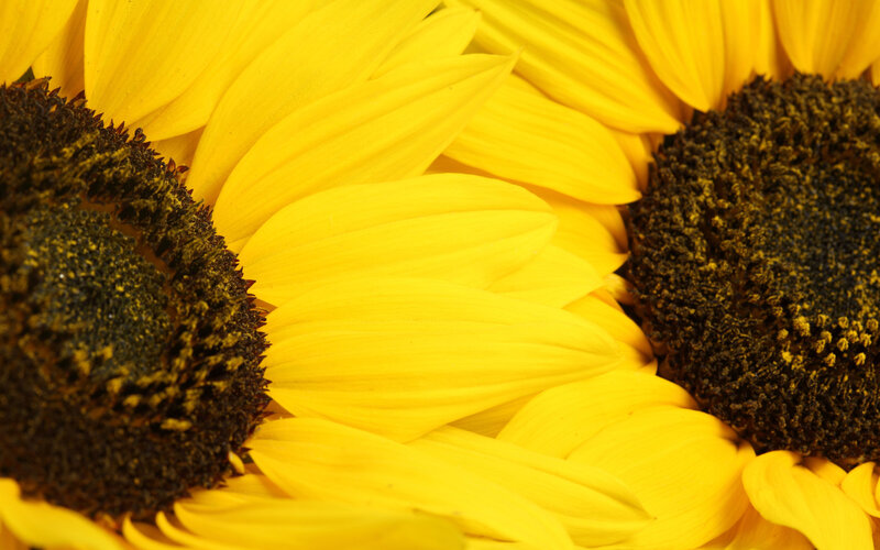 Sunflower Petals and Centers