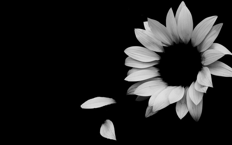 Sunflower Petals — Black
