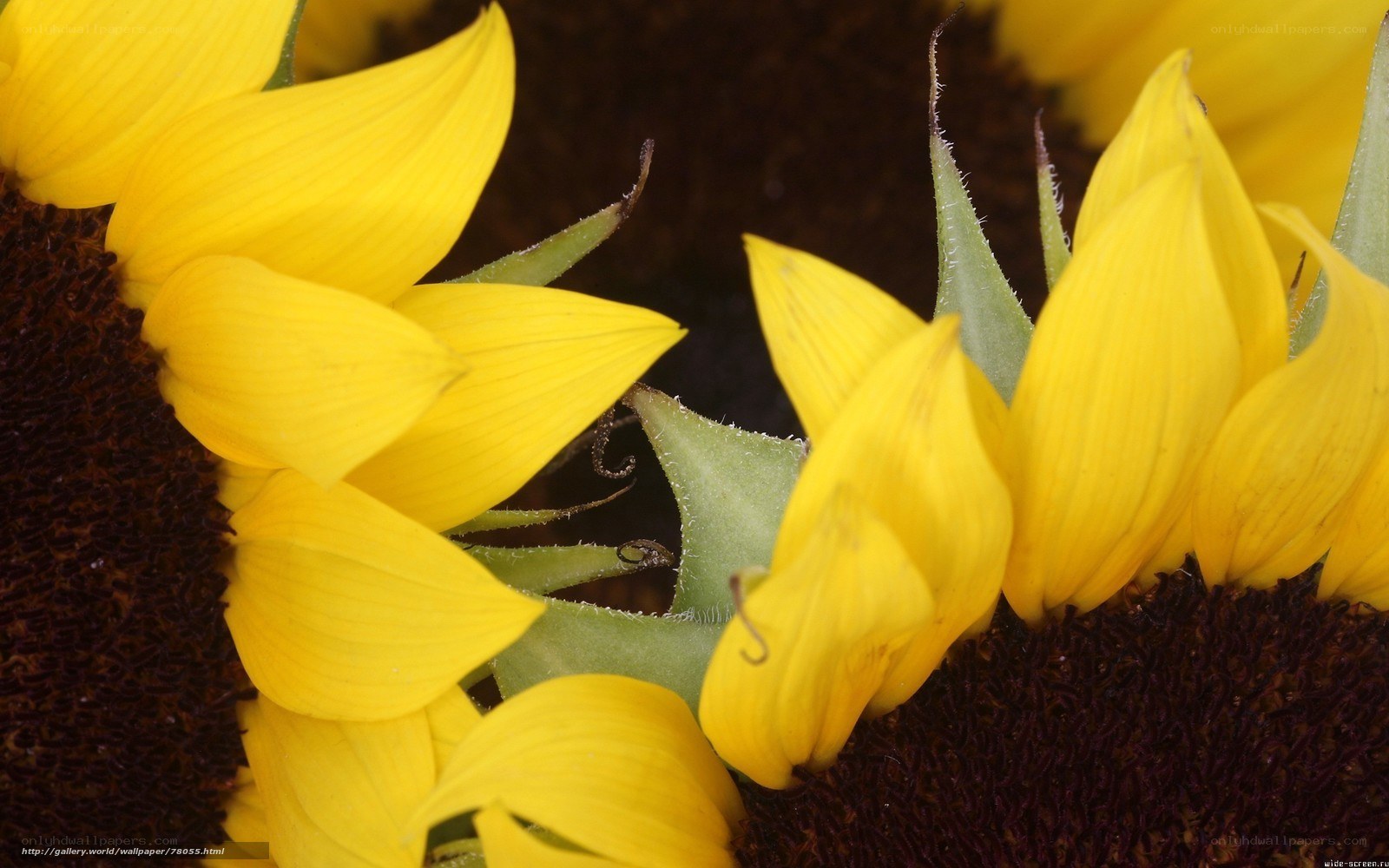 Sunflower petals close-up