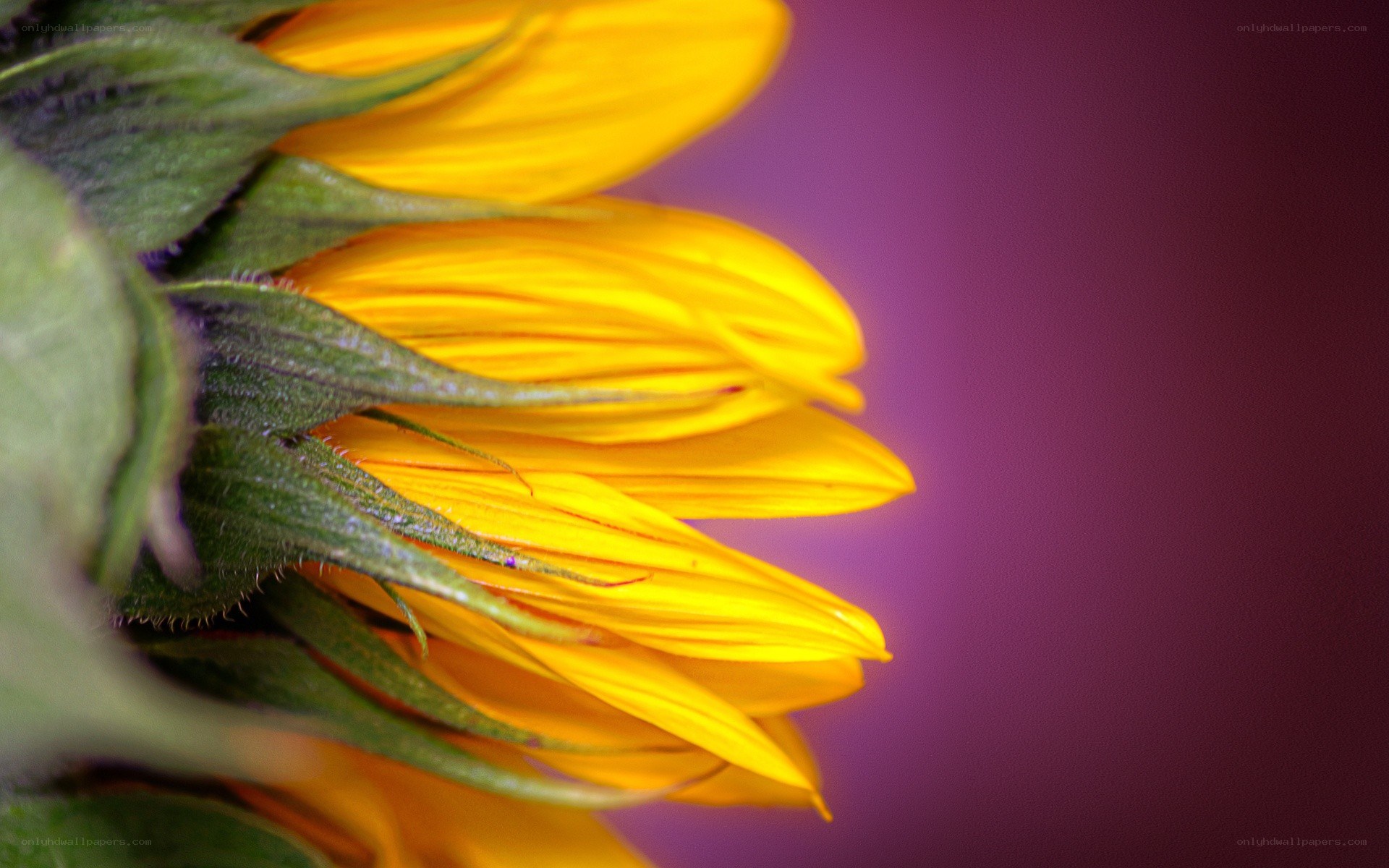 Sunflower petals in close-up