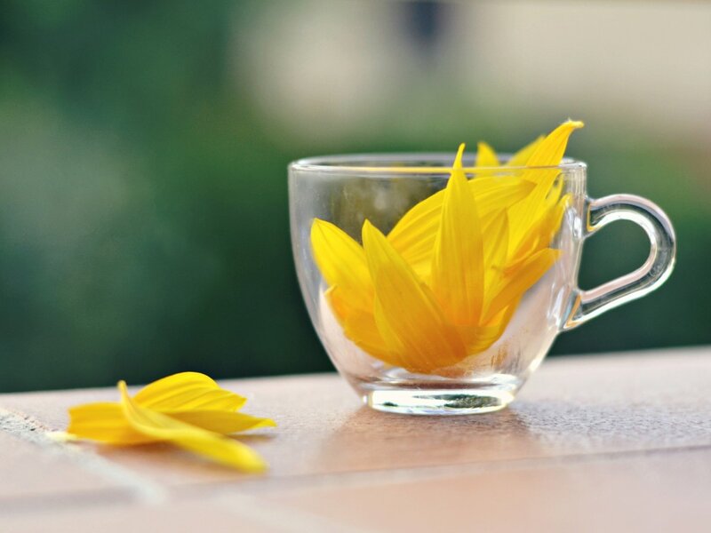 Sunflower Petals in Cup