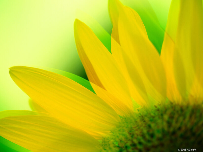 Sunflower petals in sunlight