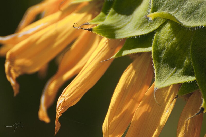 Sunflower petals in sunlight