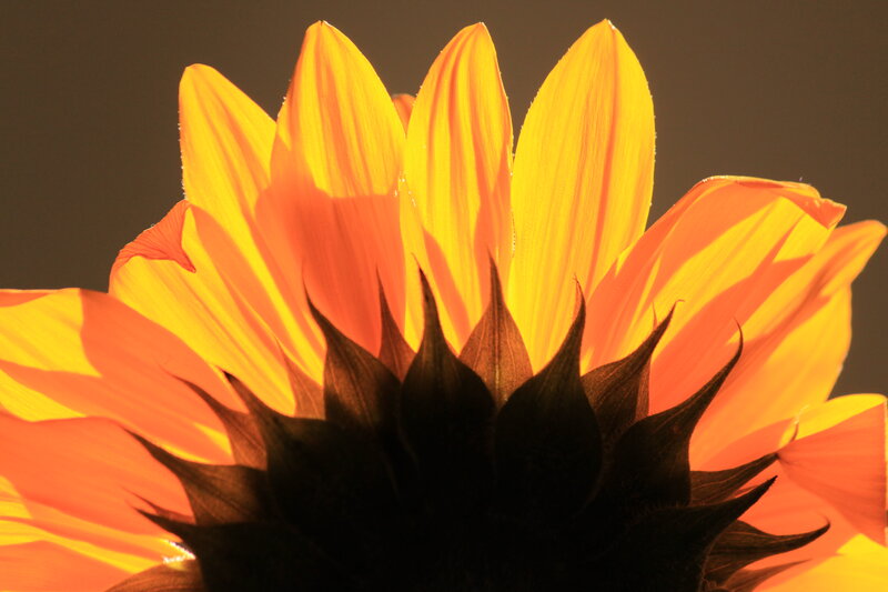 Sunflower Petals in Sunlight — Yellow