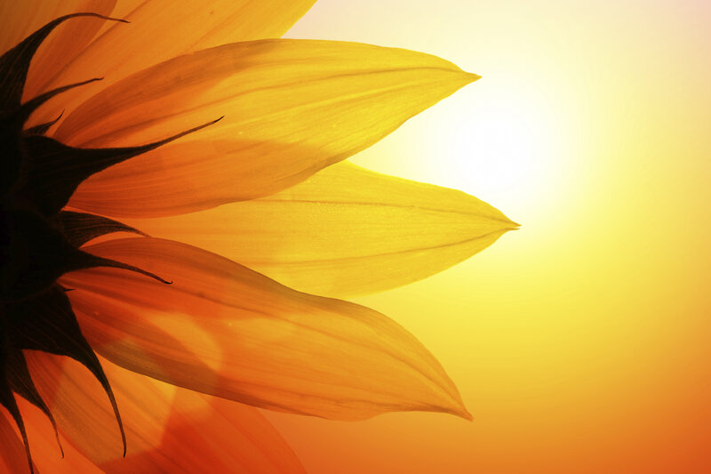 Sunflower Petals