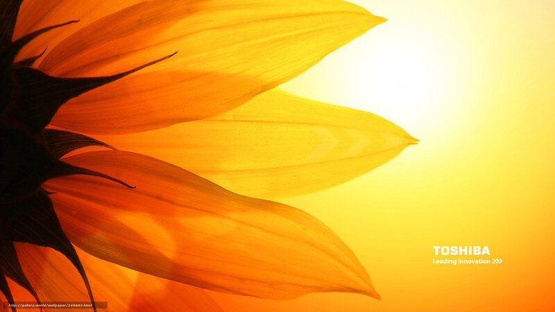 Sunflower Petals — Yellow, Warm