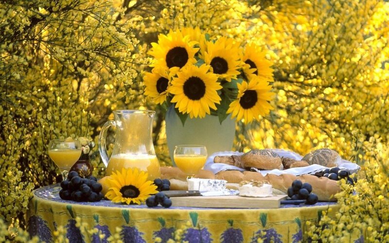 Sunflower picnic in spring