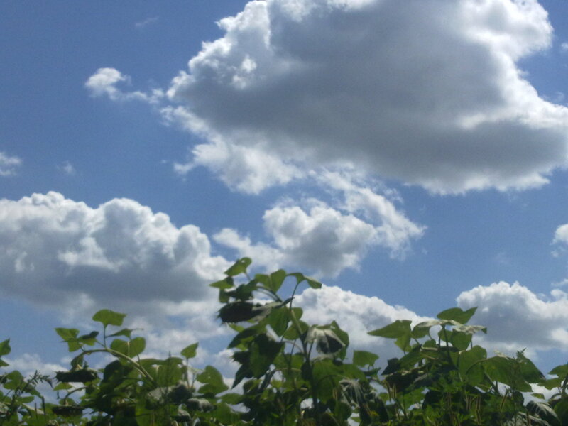Sunflower Plants in Field