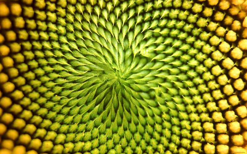 Sunflower Seed Head — Green