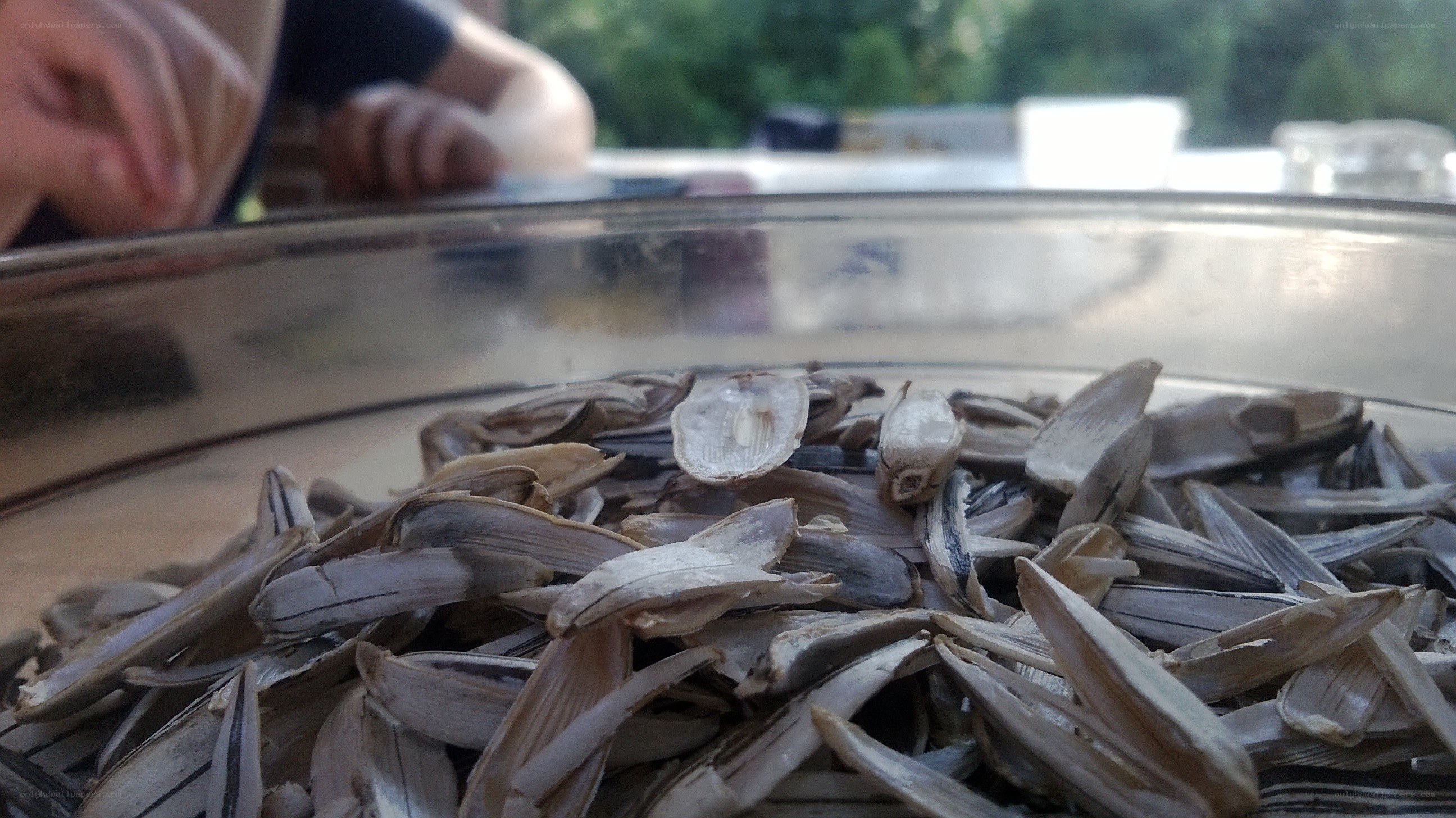 sunflower seed shells in a bowl