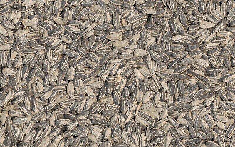sunflower seeds background