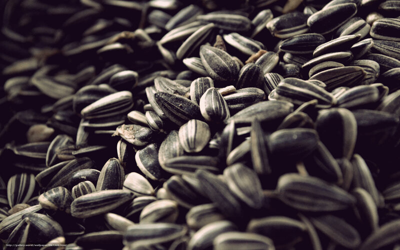 Sunflower seeds close-up