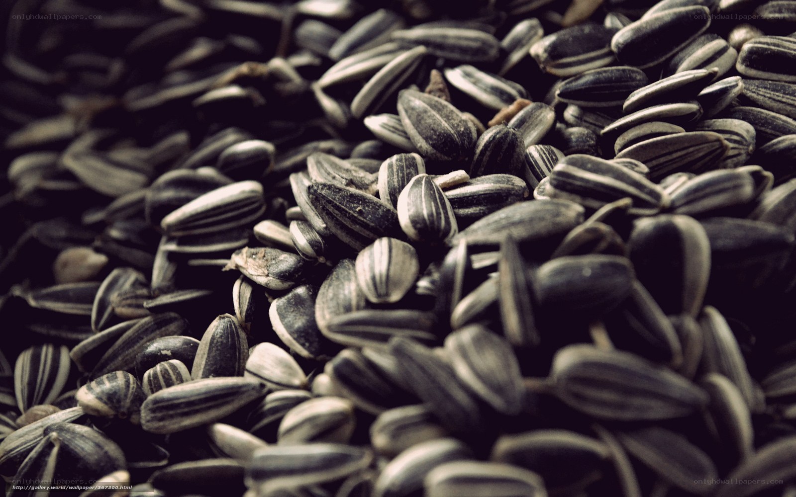 Sunflower seeds close-up