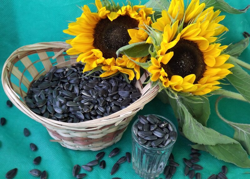 Sunflower Seeds in Basket