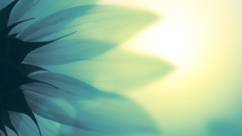 Sunflower Silhouette — Blue