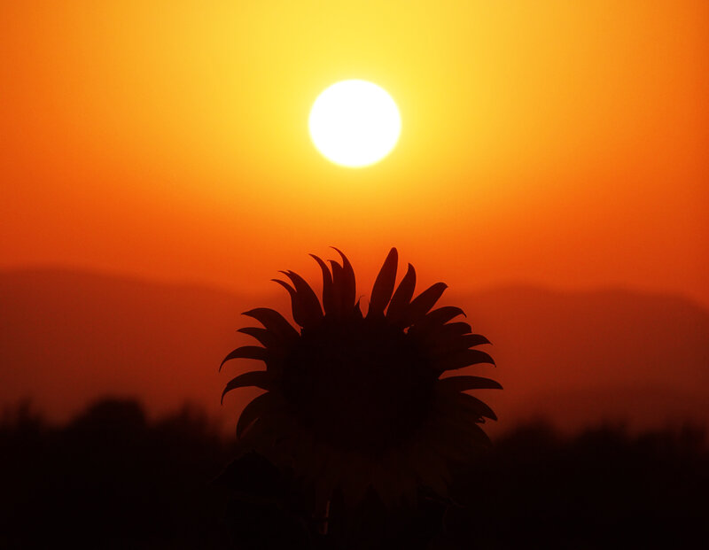 Sunflower Silhouette