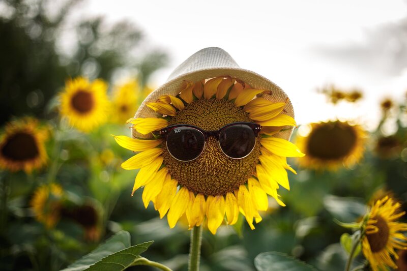 Sunflower Wearing Hat and Sunglasses
