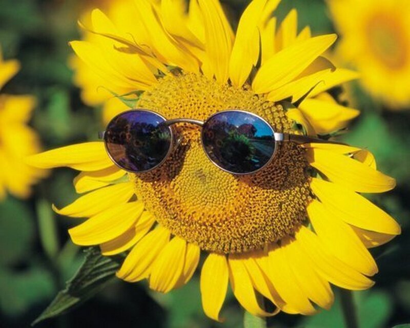 Sunflower Wearing Sunglasses — Yellow