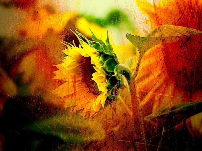 Sunflower with artistic filter