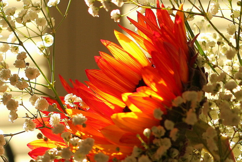 Sunflower with Baby's Breath — Red