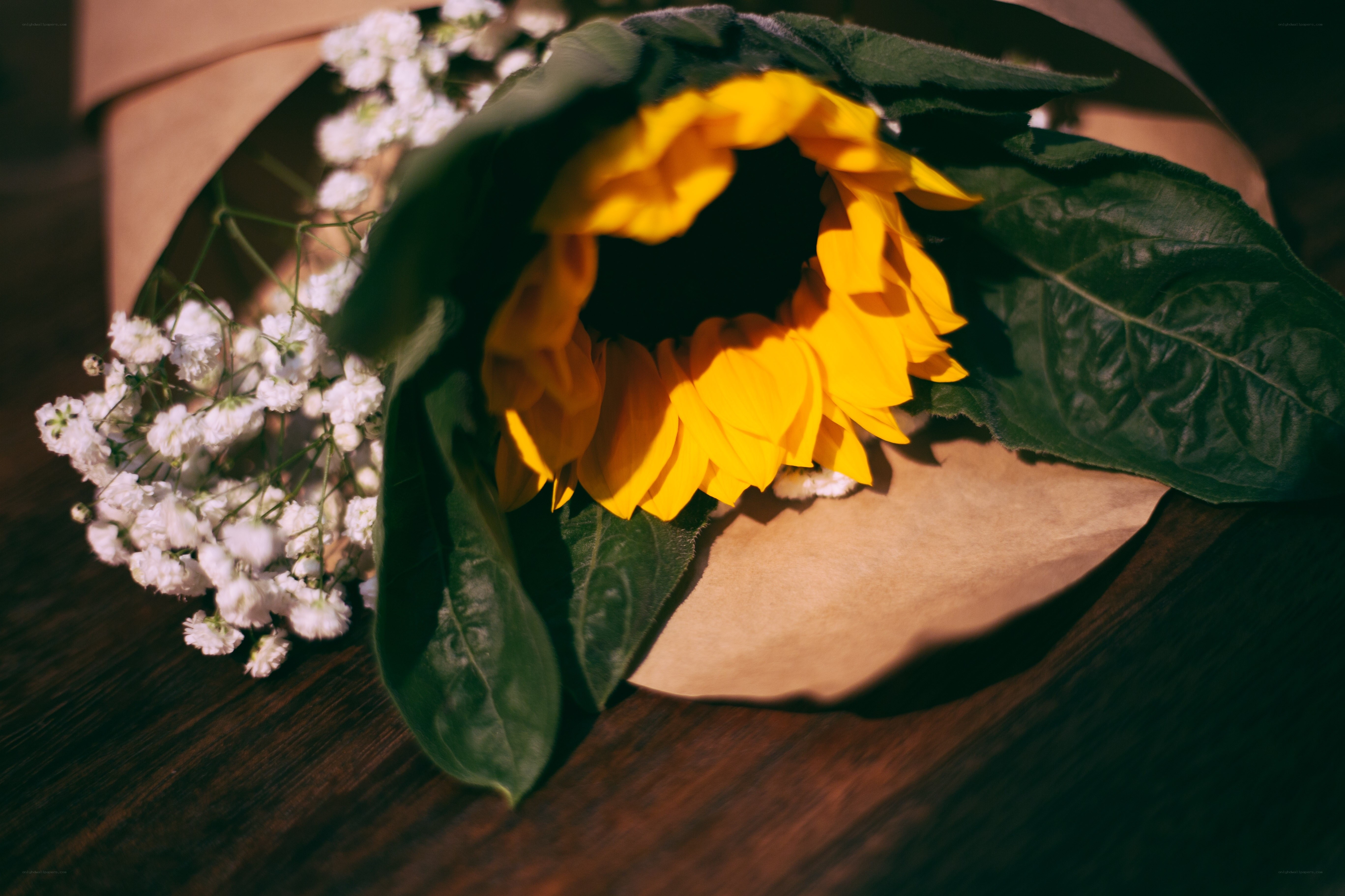 Sunflower with baby's breath
