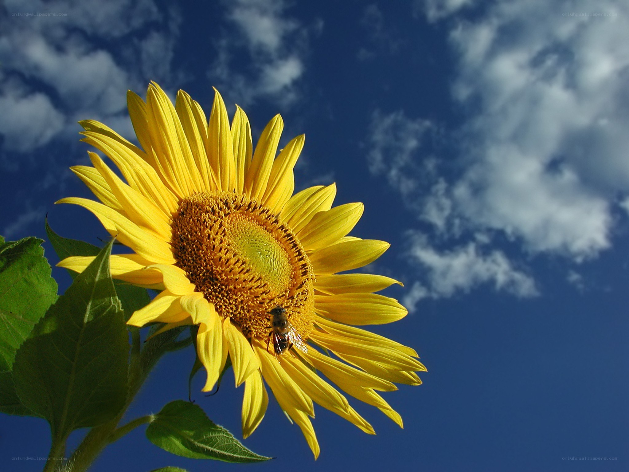 Sunflower with bee against blue sky