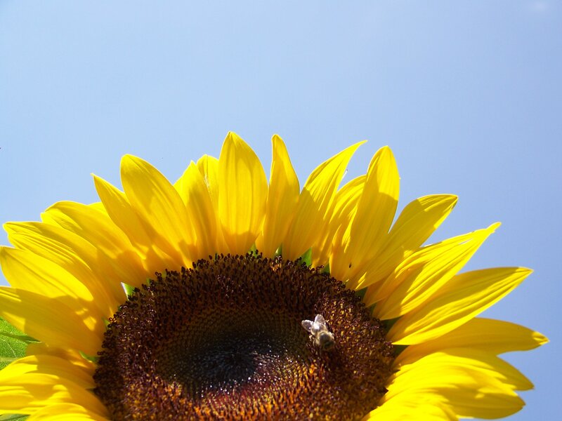 Sunflower with bee in blue sky