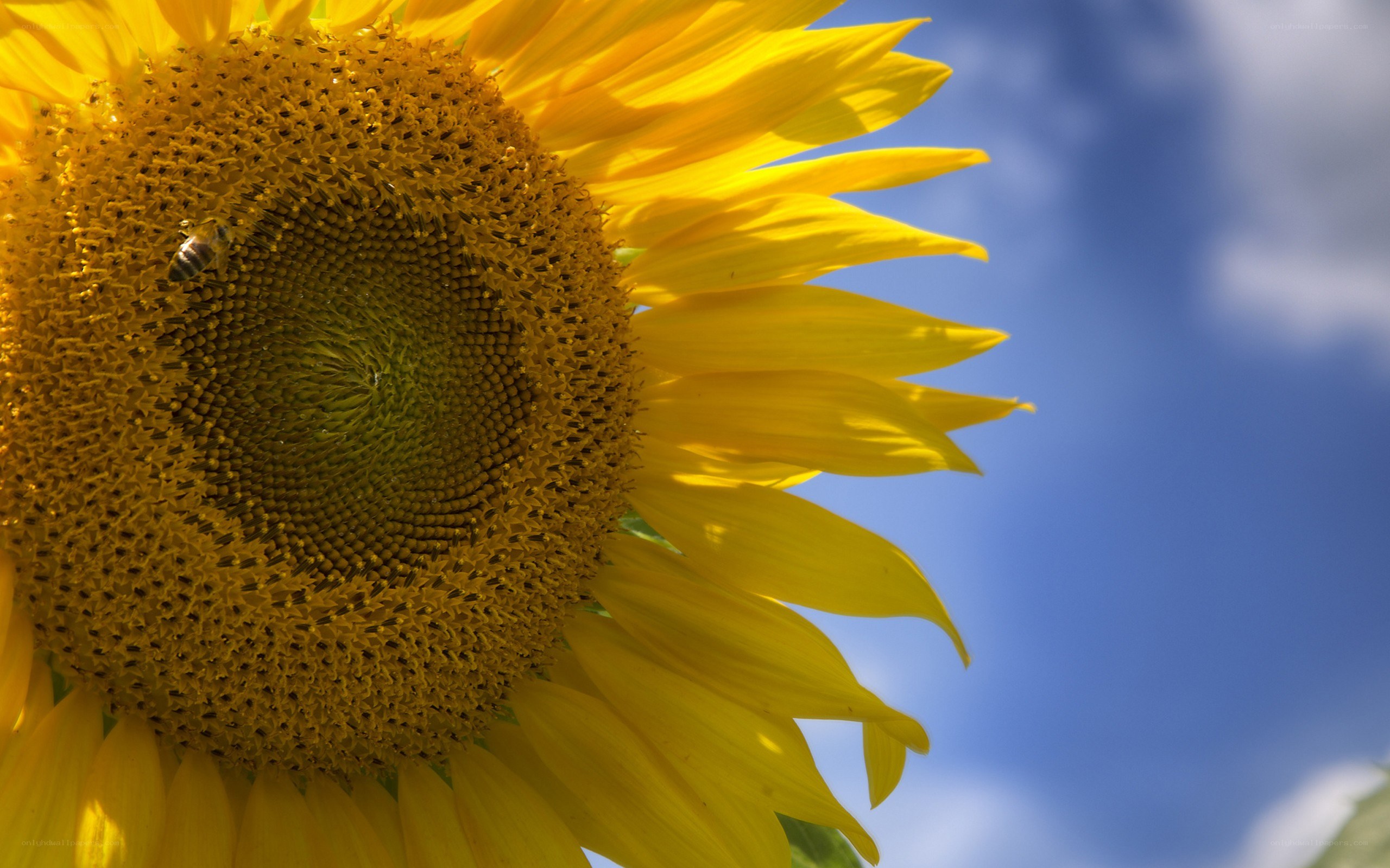 Sunflower with bee in blue sky